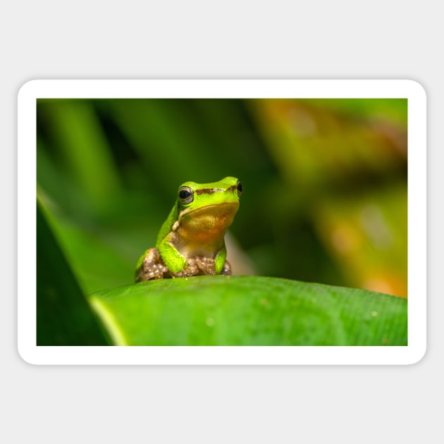 Dwarf Tree Frog, Montville Queensland Sticker by AndrewGoodall